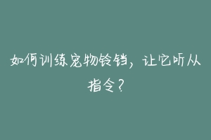 如何训练宠物铃铛，让它听从指令？