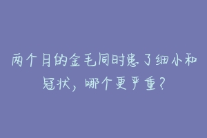 两个月的金毛同时患了细小和冠状，哪个更严重？