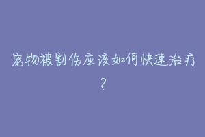 宠物被割伤应该如何快速治疗？