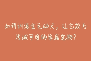 如何训练金毛幼犬，让它成为忠诚可爱的家庭宠物？