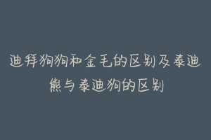 迪拜狗狗和金毛的区别及泰迪熊与泰迪狗的区别