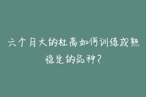 六个月大的杜高如何训练成熟稳定的品种？