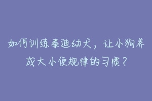 如何训练泰迪幼犬，让小狗养成大小便规律的习惯？