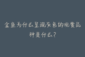 金鱼为什么呈现灰色的观赏品种是什么？