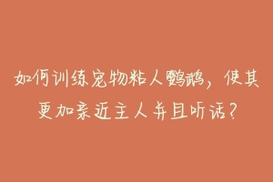 如何训练宠物粘人鹦鹉，使其更加亲近主人并且听话？