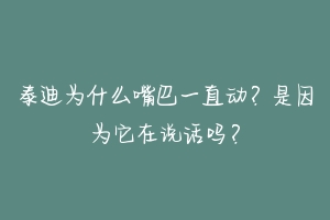 泰迪为什么嘴巴一直动？是因为它在说话吗？