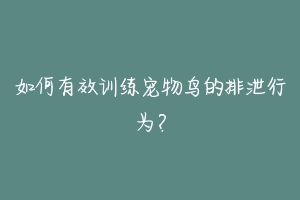 如何有效训练宠物鸟的排泄行为？