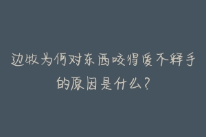 边牧为何对东西咬得爱不释手的原因是什么？