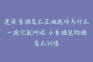 迷你香猪怎么正确抱呀为什么一抱它就叫呢 小香猪宠物猪怎么训练