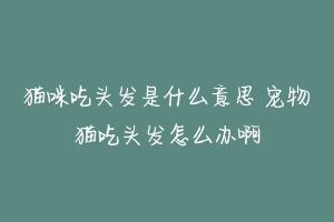 猫咪吃头发是什么意思 宠物猫吃头发怎么办啊