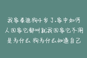 我家泰迪狗4岁了.家中如何人回家它都叫就我回家它不闹是为什么 狗为什么知道自己回家