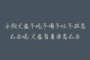 小狗犬瘟不吃不喝不吐不拉怎么办呢 犬瘟有鼻涕怎么办