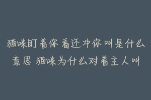 猫咪盯着你看还冲你叫是什么意思 猫咪为什么对着主人叫