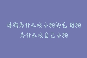 母狗为什么咬小狗的毛 母狗为什么咬自己小狗