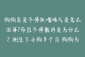 狗狗总是不停张嘴喘气是怎么回事?而且不停颤抖是为什么？刚生下小狗半个月 狗狗为什么不停的喘气