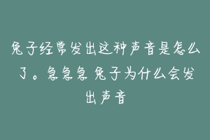 兔子经常发出这种声音是怎么了。急急急 兔子为什么会发出声音