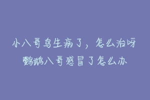 小八哥鸟生病了，怎么治呀 鹦鹉八哥感冒了怎么办