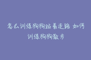 怎么训练狗狗站着走路 如何训练狗狗散步