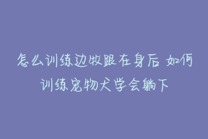 怎么训练边牧跟在身后 如何训练宠物犬学会躺下