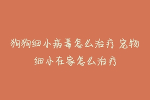 狗狗细小病毒怎么治疗 宠物细小在家怎么治疗