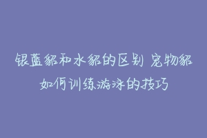 银蓝貂和水貂的区别 宠物貂如何训练游泳的技巧