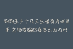 狗狗生产十几天生殖有肉球出来 宠物得脂肪瘤怎么治疗好