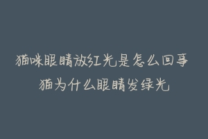 猫咪眼睛放红光是怎么回事 猫为什么眼睛发绿光