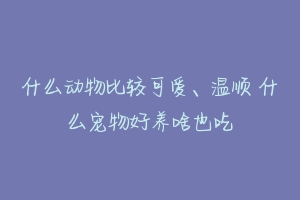 什么动物比较可爱、温顺 什么宠物好养啥也吃