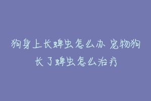 狗身上长蜱虫怎么办 宠物狗长了蜱虫怎么治疗