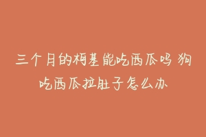 三个月的柯基能吃西瓜吗 狗吃西瓜拉肚子怎么办