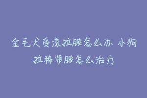 金毛犬受凉拉脓怎么办 小狗拉稀带脓怎么治疗