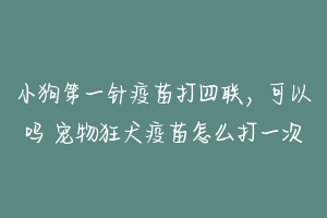 小狗第一针疫苗打四联，可以吗 宠物狂犬疫苗怎么打一次