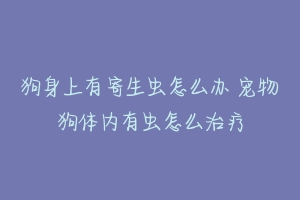 狗身上有寄生虫怎么办 宠物狗体内有虫怎么治疗