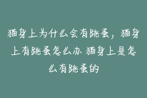 猫身上为什么会有跳蚤，猫身上有跳蚤怎么办 猫身上是怎么有跳蚤的