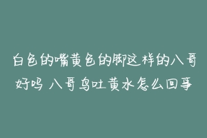 白色的嘴黄色的脚这样的八哥好吗 八哥鸟吐黄水怎么回事