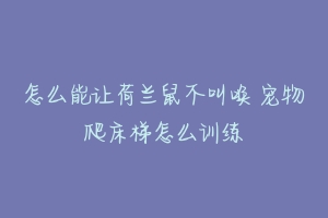 怎么能让荷兰鼠不叫唤 宠物爬床梯怎么训练