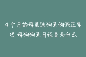 4个月的母泰迪狗来例假正常吗 母狗狗来月经是为什么