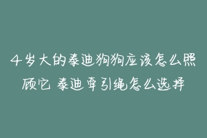 4岁大的泰迪狗狗应该怎么照顾它 泰迪牵引绳怎么选择