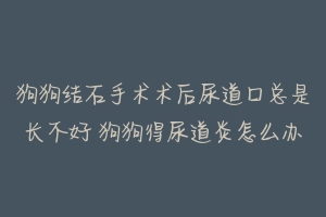 狗狗结石手术术后尿道口总是长不好 狗狗得尿道炎怎么办