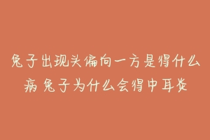 兔子出现头偏向一方是得什么病 兔子为什么会得中耳炎