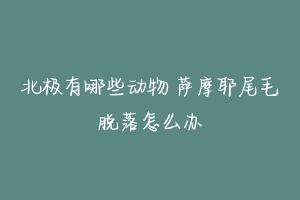 北极有哪些动物 萨摩耶尾毛脱落怎么办