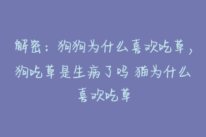 解密：狗狗为什么喜欢吃草，狗吃草是生病了吗 猫为什么喜欢吃草