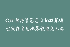 公比熊绝育后还会乱拉尿吗 公狗绝育后撒尿便便怎么办