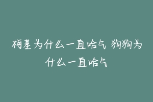 柯基为什么一直哈气 狗狗为什么一直哈气