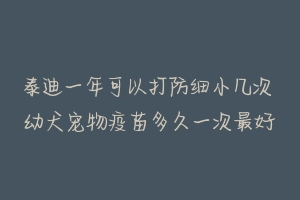 泰迪一年可以打防细小几次 幼犬宠物疫苗多久一次最好