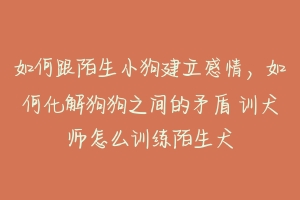 如何跟陌生小狗建立感情，如何化解狗狗之间的矛盾 训犬师怎么训练陌生犬