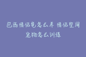 巴西情侣龟怎么养 情侣空间宠物怎么训练