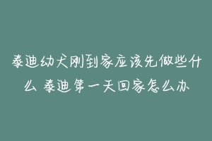 泰迪幼犬刚到家应该先做些什么 泰迪第一天回家怎么办