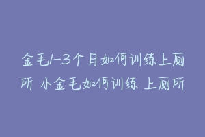 金毛1-3个月如何训练上厕所 小金毛如何训练 上厕所