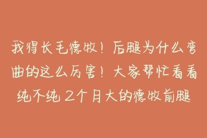 我得长毛德牧！后腿为什么弯曲的这么厉害！大家帮忙看看纯不纯 2个月大的德牧前腿弯曲怎么办